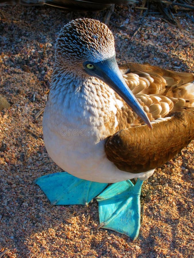 Boobie footed azul foto de stock Boobie footed azul foto de stock