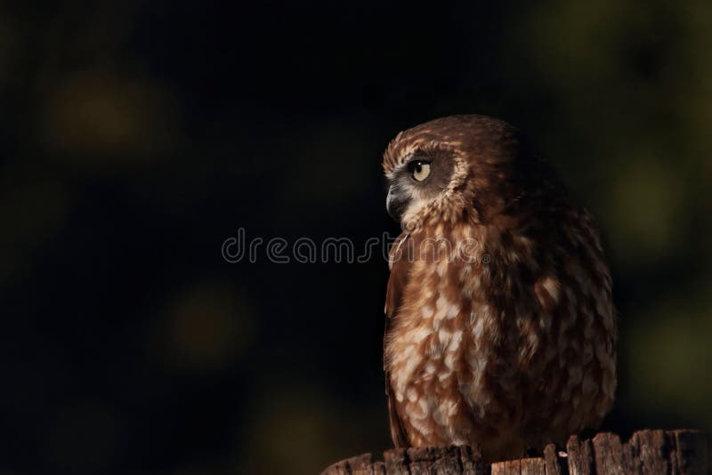 Boobook ou hibou d'écorcement images libres de droits Boobook ou hibou d'écorcement images libres de droits