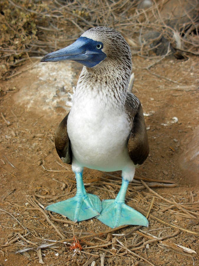 Booby Azul-Pagado imagens de stock royalty free Booby Azul-Pagado imagens de stock royalty free