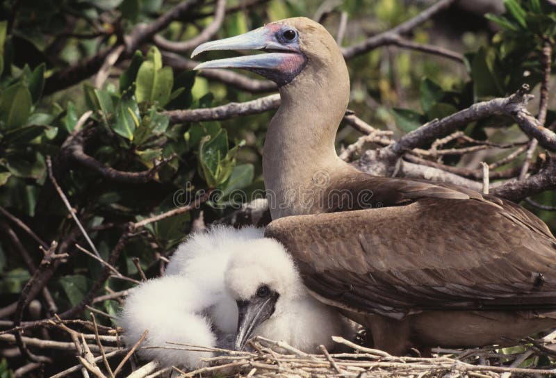 Booby bird with baby