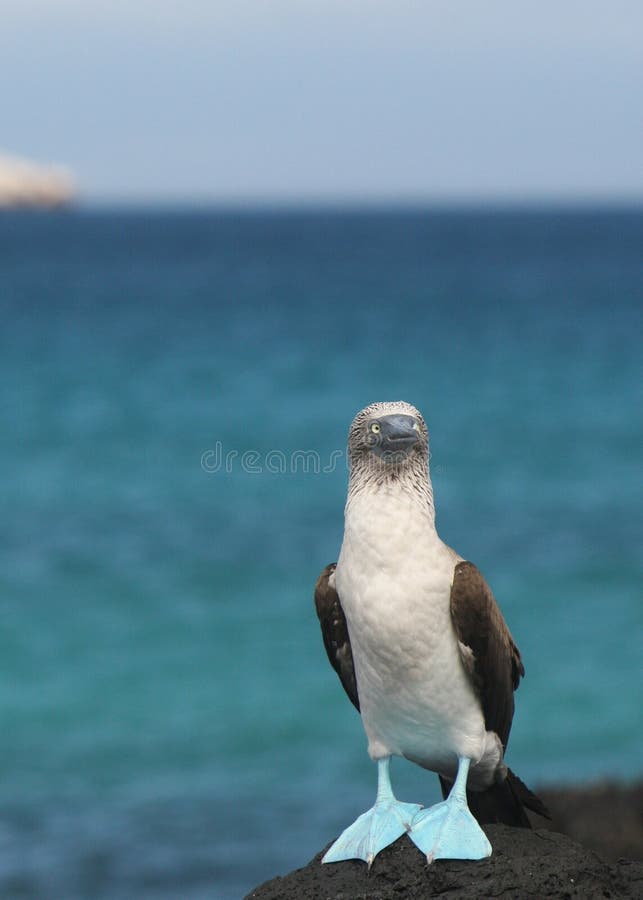 Booby footed blu immagine stock libera da diritti Booby footed blu immagine stock libera da diritti