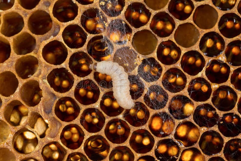 Close uo of wax moth larvae on brood comb with feces and webbing. Close uo of wax moth larvae on brood comb with feces and webbing.