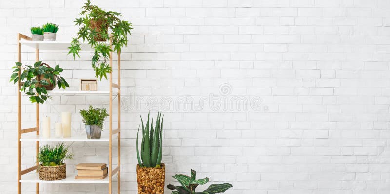 Bookcase With Various Plants Over White Wall Stock Image Image Of Bright Background