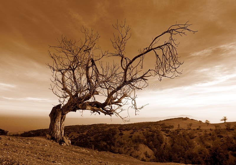 Tree alone . struggle alone the existence of trees. Tree alone . struggle alone the existence of trees