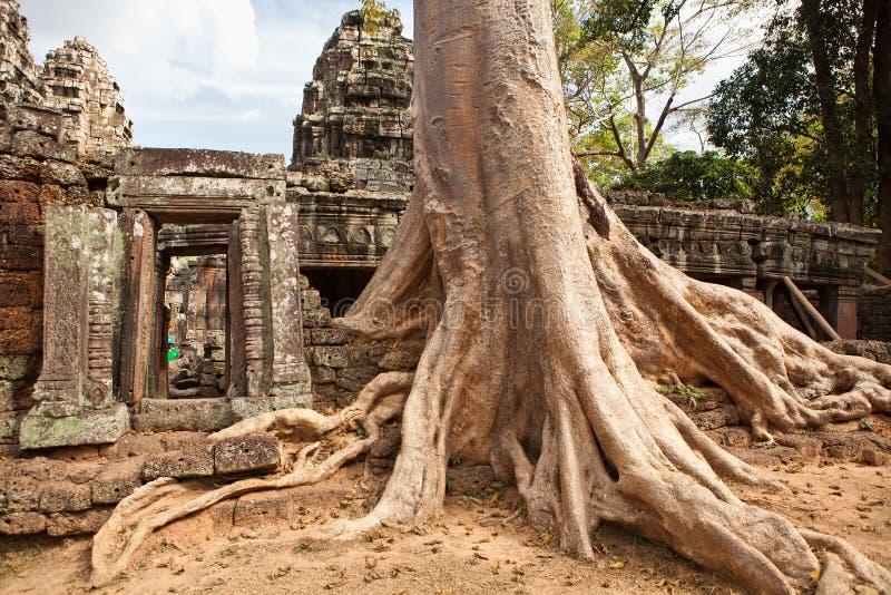 Big tree on the ancient temple Ta Phrom Aspara, Angkor Wat, Cambodia. Big tree on the ancient temple Ta Phrom Aspara, Angkor Wat, Cambodia