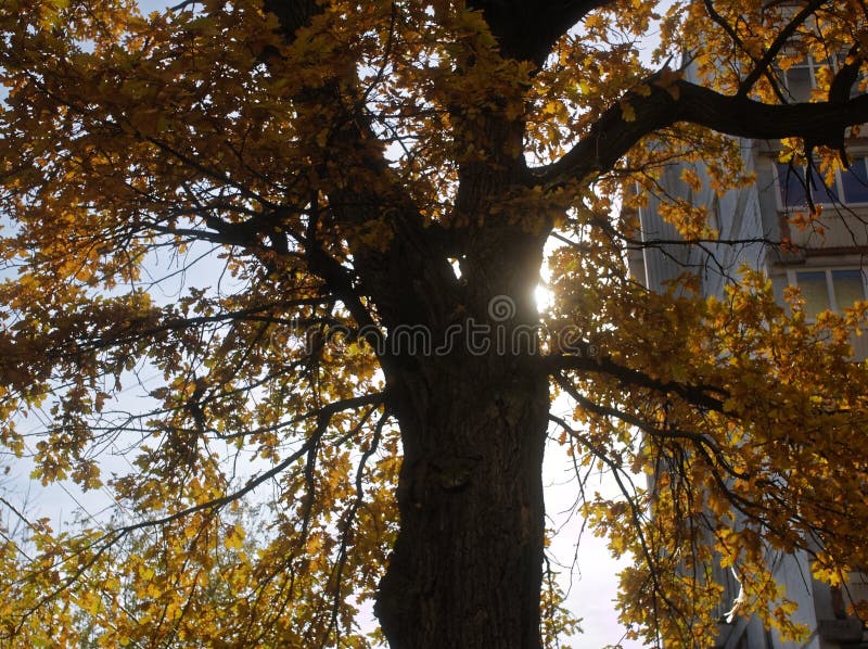 Boom in de herfst tegen de hemel, Moskou royalty-vrije stock afbeeldingen
