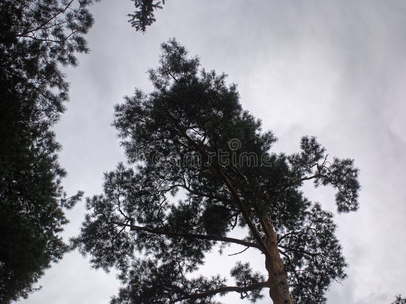 Boom in de herfst tegen de hemel, Moskou stock fotografie