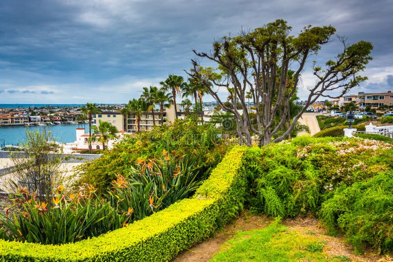 Boom en tuin die huizen in Corona del Mar overzien