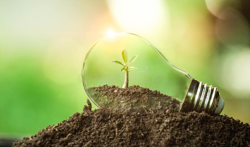 The tree growing on the soil in a light bulb. Creative ideas of earth day or save energy and environment concept. The tree growing on the soil in a light bulb. Creative ideas of earth day or save energy and environment concept