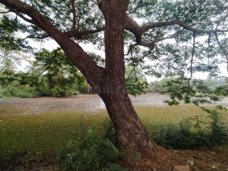Boom in het meer van de lanka royalty-vrije stock foto