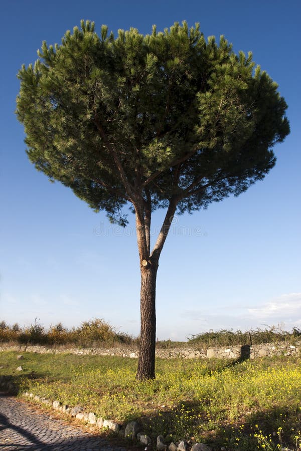 Boom Maritieme Pijnboom, Clusterpijnboom Pinus geïsoleerde Pinaster