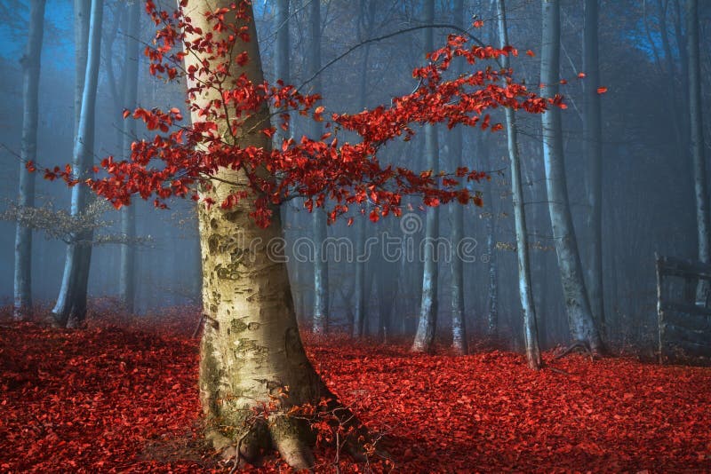 Boom met rode bladeren in blauw mistig bos tijdens de herfst royalty-vrije stock foto's Boom met rode bladeren in blauw mistig bos tijdens de herfst royalty-vrije stock foto's