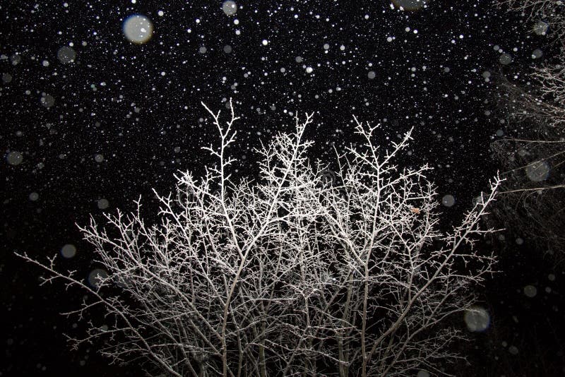 Boom met sneeuw in nacht met sneeuwval wordt behandeld, donkere hemel die stock foto's Boom met sneeuw in nacht met sneeuwval wordt behandeld, donkere hemel die stock foto's