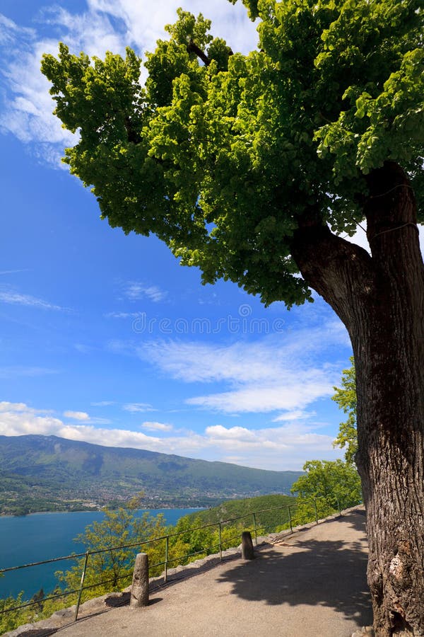 Boom op een achtergrond van Meer Annecy stock foto's Boom op een achtergrond van Meer Annecy stock foto's