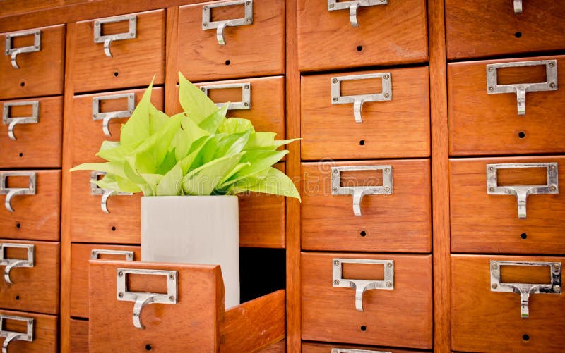 Tree on Open wooden cabinet boxes in Library or Filing archive reference card catalog. Knowledge base and education concept, Selective focus. Tree on Open wooden cabinet boxes in Library or Filing archive reference card catalog. Knowledge base and education concept, Selective focus