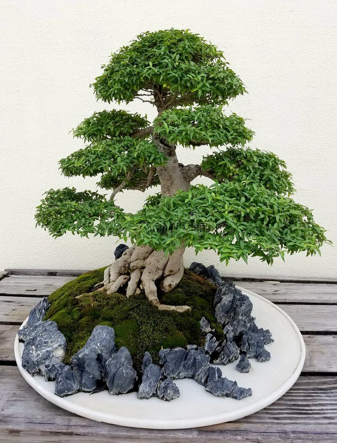 Boom Van De Bonsai De Miniatuurficus Stock Foto Image of bonsai