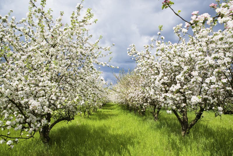 Apple trees during blooming. Spring orchard. Shallow DOF. Apple trees during blooming. Spring orchard. Shallow DOF.