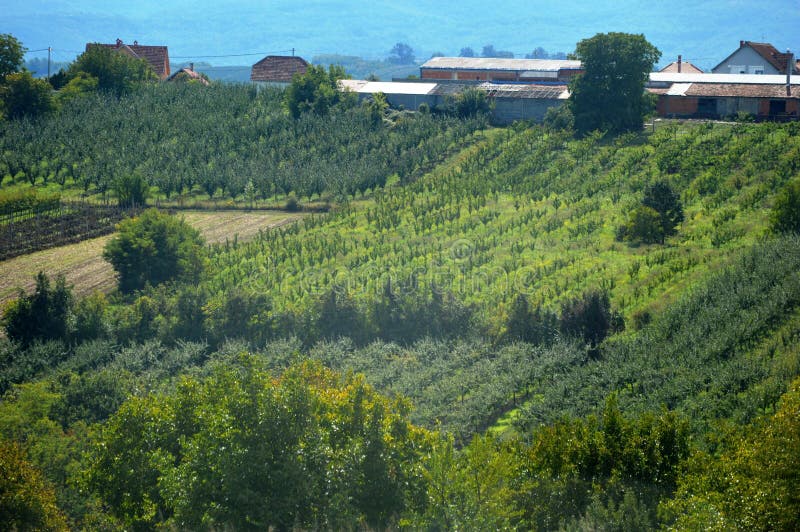 Boomgaard in het voorjaar royalty-vrije stock foto