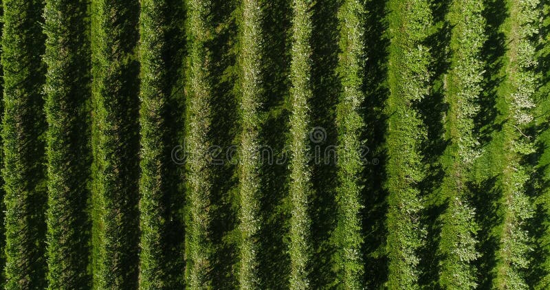 Drone view of apple orchard, agricultural farming background. Drone view of apple orchard, agricultural farming background.