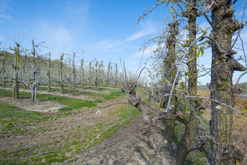 Boomgaard met fruitbomen in knop stock afbeelding Boomgaard met fruitbomen in knop stock afbeelding