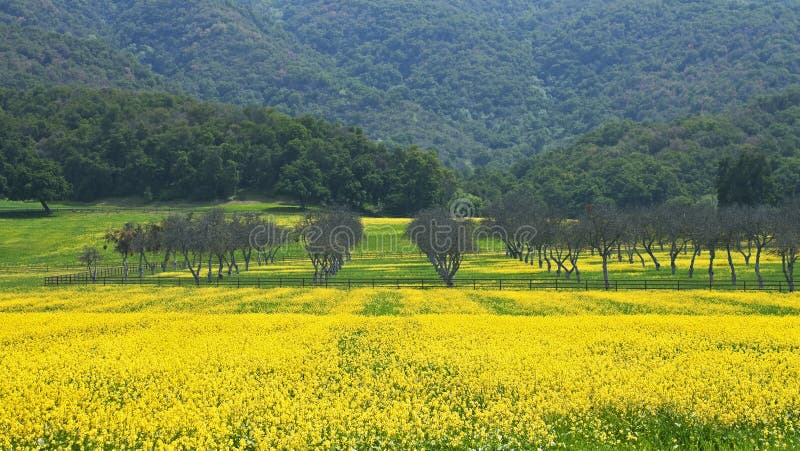 Springtime view of an orchard set in fields of flowering wild mustard east of Ojai, California. Springtime view of an orchard set in fields of flowering wild mustard east of Ojai, California