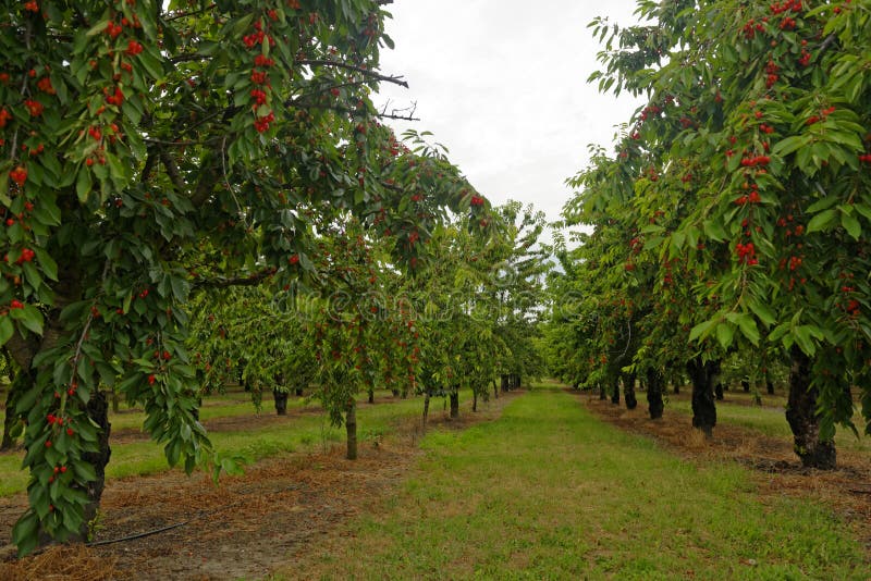 Scenic view of an orchard of cherry trees next to Cucuron village in Provence, France. Scenic view of an orchard of cherry trees next to Cucuron village in Provence, France.