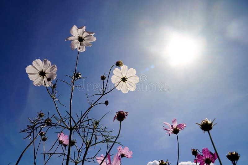 Booming Cosmos Flower in Garden with the Sun., a Plantation of Cosmos  Flowers and Blue Sky Stock Image - Image of countryside, beautiful:  225361737