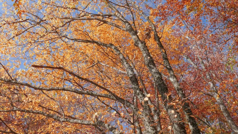 Boomkronen met gouden bladeren tegen blauwe hemel, onderaanzicht
