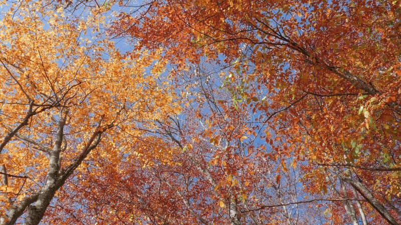 Boomkronen met gouden bladeren tegen blauwe hemel, onderaanzicht
