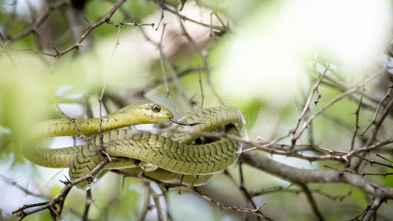 Red Bush Viper Atheris Squamigera Tree Stock Photo 1095756020