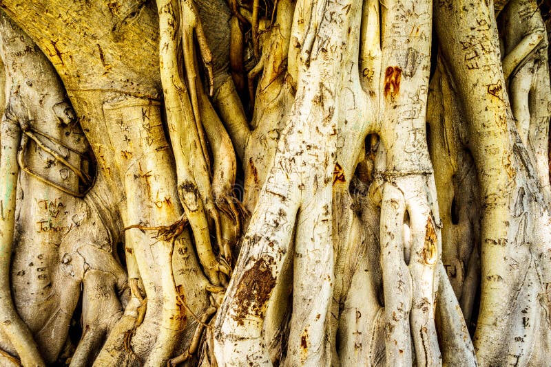 Boomstam en luchtwortels van een Banyan-Boom met namen wordt gesneden die royalty-vrije stock foto's Boomstam en luchtwortels van een Banyan-Boom met namen wordt gesneden die royalty-vrije stock foto's