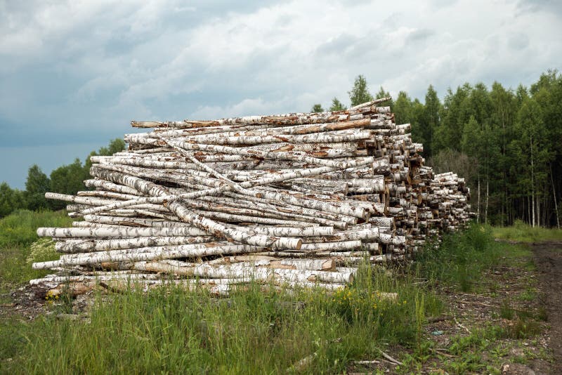 Boomstammen van bomen in de voorgrond worden en worden gestapeld gesneden die royalty-vrije stock foto's Boomstammen van bomen in de voorgrond worden en worden gestapeld gesneden die royalty-vrije stock foto's