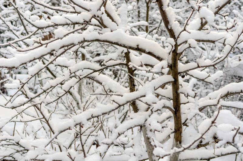 Boomtakken na zware sneeuwval royalty-vrije stock afbeelding Boomtakken na zware sneeuwval royalty-vrije stock afbeelding