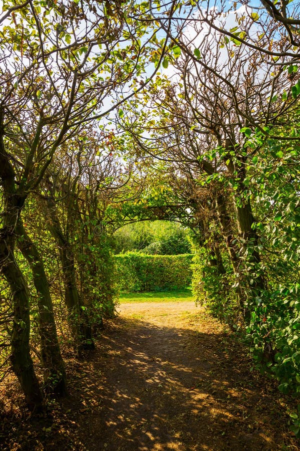 Boomtunnel door haagbeuken stock afbeeldingen