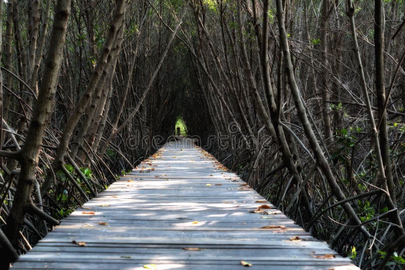 Boomtunnel, Houten Brug in Mangrovebos in Laem Phak Bia, stock foto's Boomtunnel, Houten Brug in Mangrovebos in Laem Phak Bia, stock foto's
