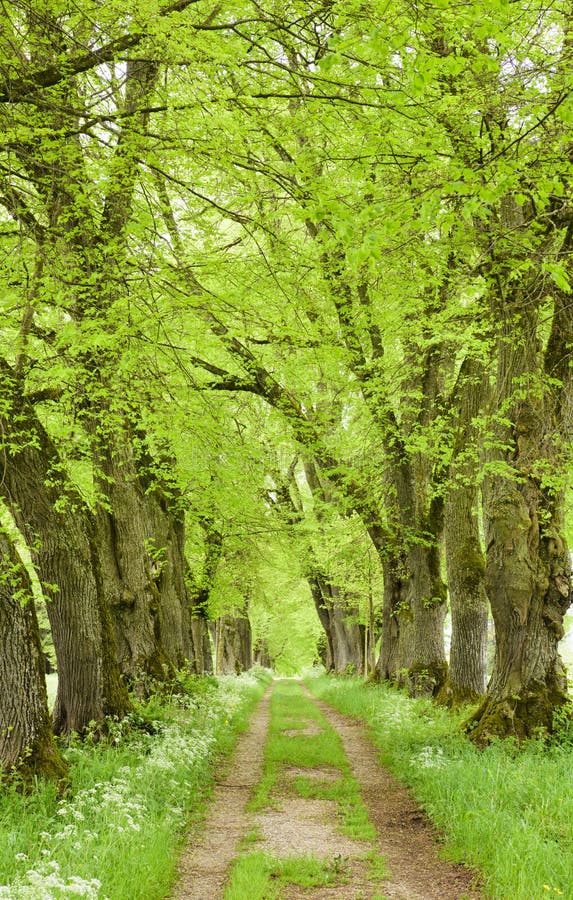 Boomweg met kleine binnen weg stock foto