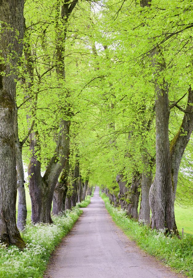 Boomweg met kleine binnen weg stock afbeelding