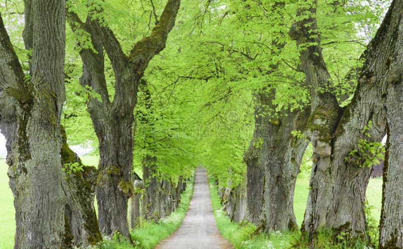 Boomlaan met een klein pad binnenin stock fotografie