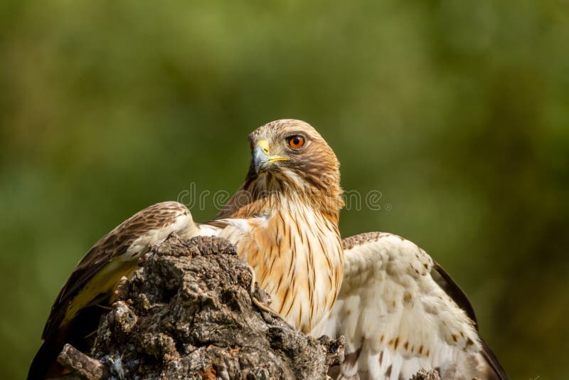 Puesto en marcha águila en naturaleza,.