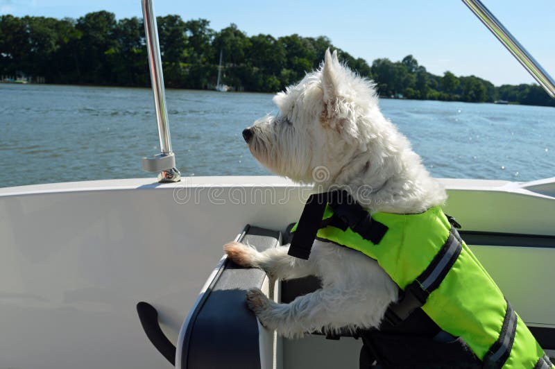 Bootfahrt-Hund
