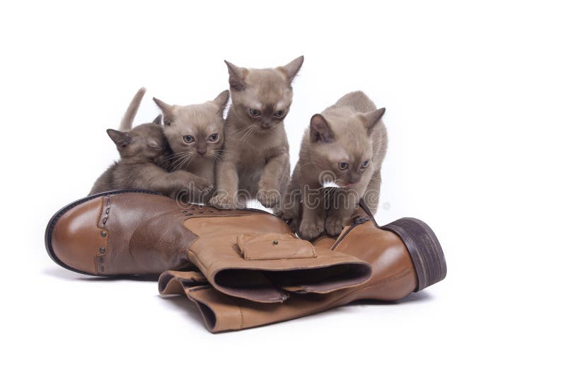 Boots Gangs Stock Photos Free & RoyaltyFree Stock Photos from Dreamstime