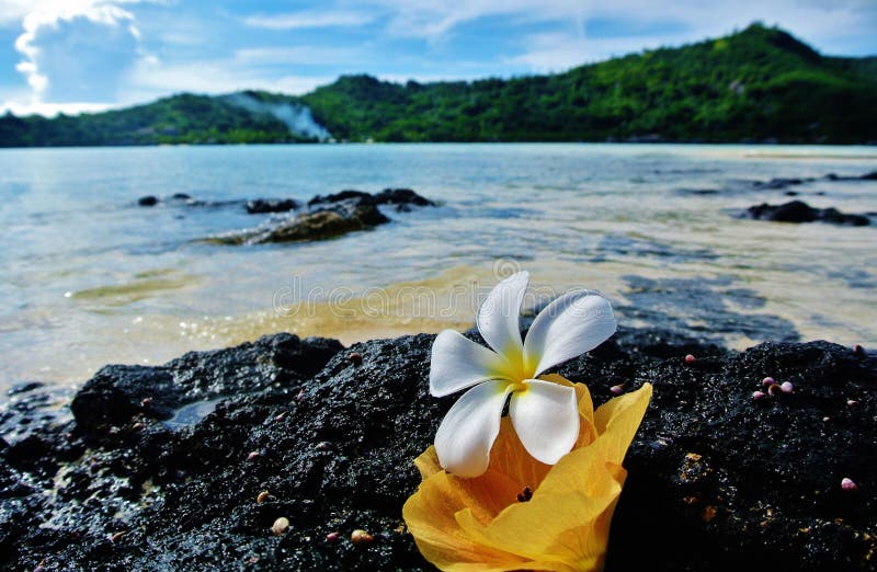 Bora Bora, flores en roca de la lava fotografía de archivo Bora Bora, flores en roca de la lava fotografía de archivo
