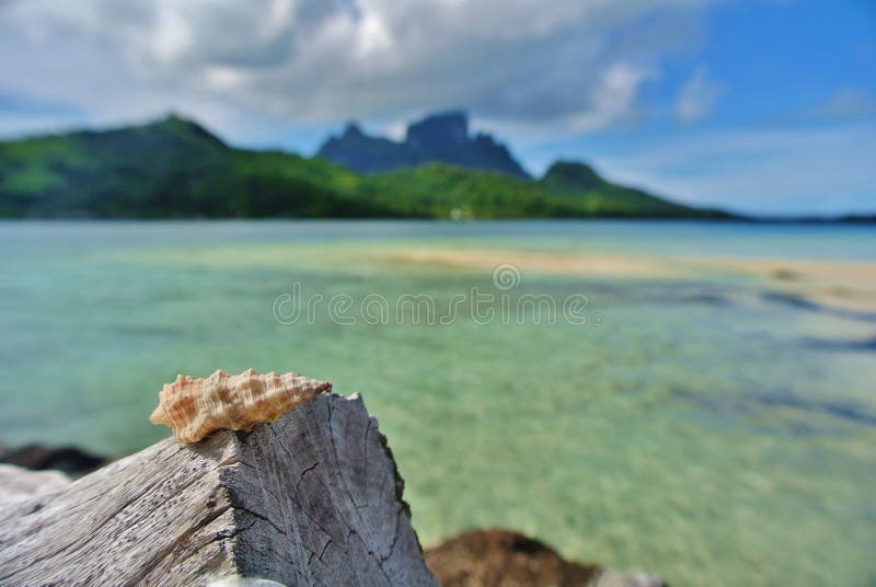 Bora Bora, θαλασσινό κοχύλι στο driftwood στοκ εικόνες Bora Bora, θαλασσινό κοχύλι στο driftwood στοκ εικόνες