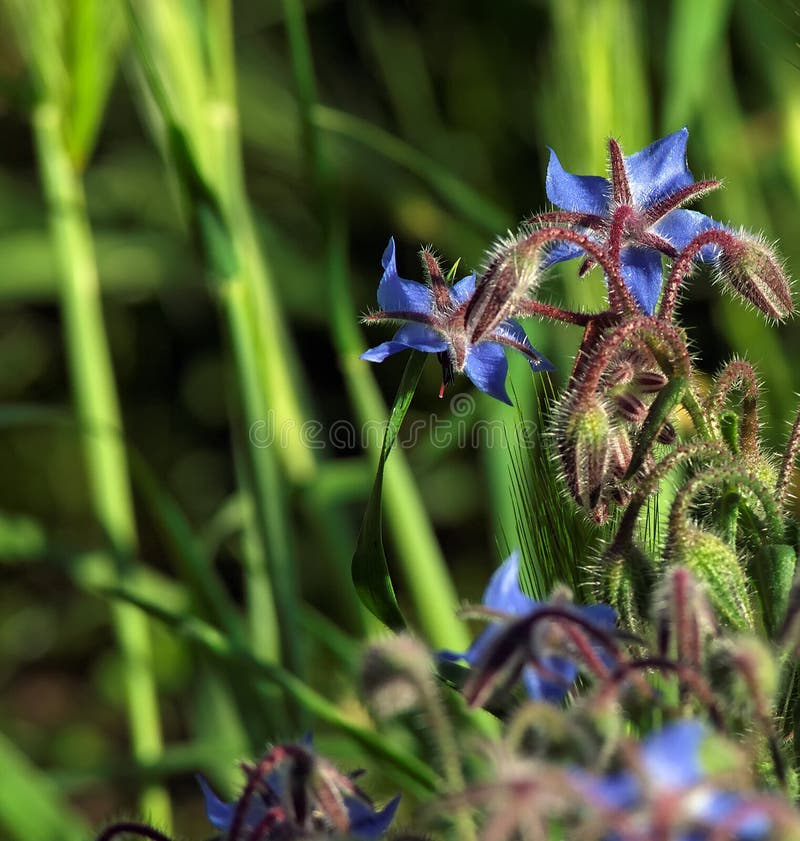 Borage