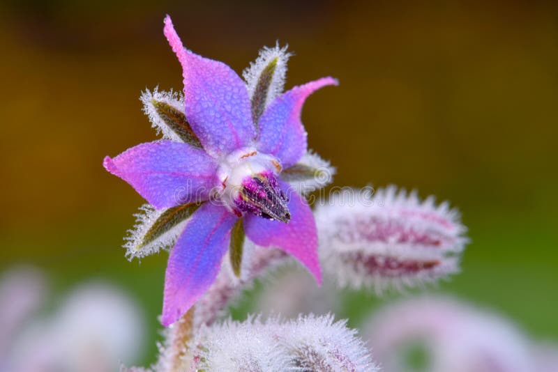 Borage Pink Tipped Flower Blossom 06 Stock Image Image of borago, purple 264281939