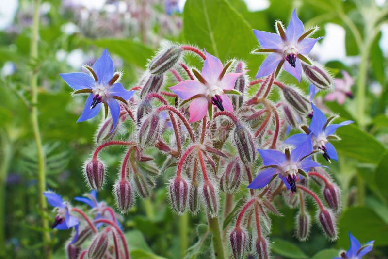 Borago officinalis