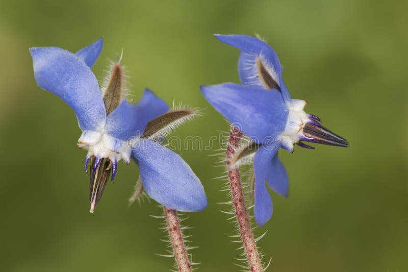 Borago officinalis borage green leaves with hairy deep blue flowers with purple stamens approximation and details