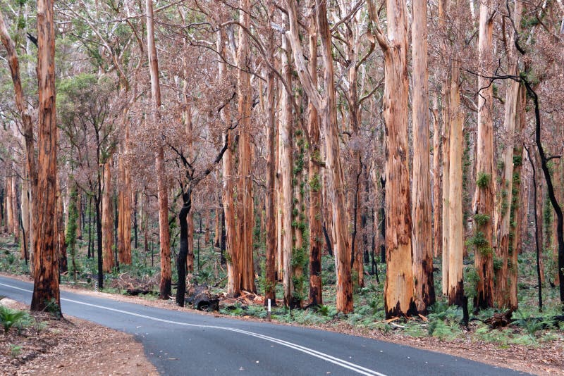 Boranup Karri Forest, Western Australia