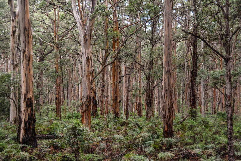 Boranup Forest near Margaret River Western Australia with undergrowth