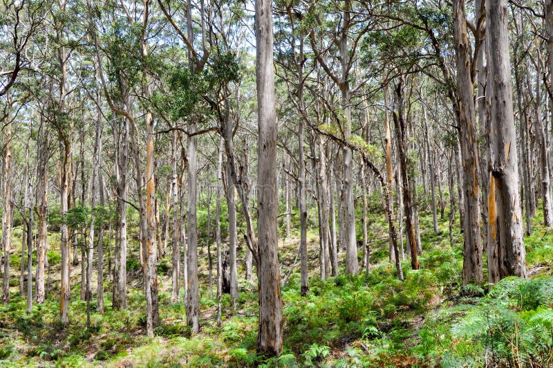 Boranup Forest: Western Australia